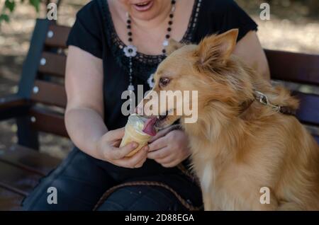 Eine Erwachsene Frau von 42 Jahren füttert ihr Hundeeis. Langhaarige rote Haustier der Mischrasse isst Eis aus den Händen der Frau. Liebe für Tiere. Stockfoto