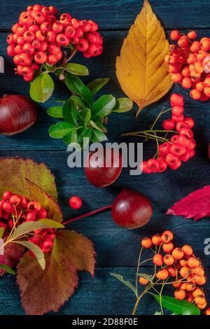Herbstflachlage auf dunkelblauem Hintergrund. Herbstblätter und Nüsse, von oben geschossen Stockfoto