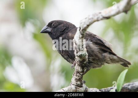 Einer der Finken Darwins von den Galapagos-Inseln, der als Modellorganismen für die Evolutionstheorie diente. Der vegetarische Fink. Stockfoto