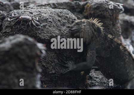 Ein mariner Leguan (Amblyrhynchus cristatus), der Algen von den Gesteinsbrocken in der Gezeitenzone des Galapagos-Nationalparks in Ecuador abschabt. Stockfoto