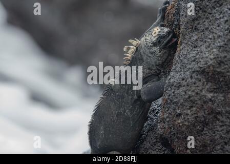 Ein mariner Leguan (Amblyrhynchus cristatus), der Algen von den Gesteinsbrocken in der Gezeitenzone des Galapagos-Nationalparks in Ecuador abschabt. Stockfoto