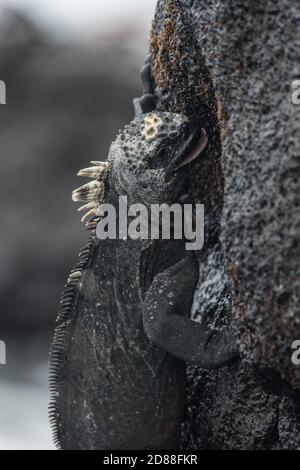 Ein mariner Leguan (Amblyrhynchus cristatus), der Algen von den Gesteinsbrocken in der Gezeitenzone des Galapagos-Nationalparks in Ecuador abschabt. Stockfoto