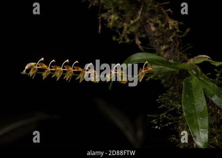 Eine tropische tanzende Dame Orchidee in der Gattung Oncidium und Sigmatostalix Untergattung, aus den Nebelwäldern von Ecuador. Stockfoto