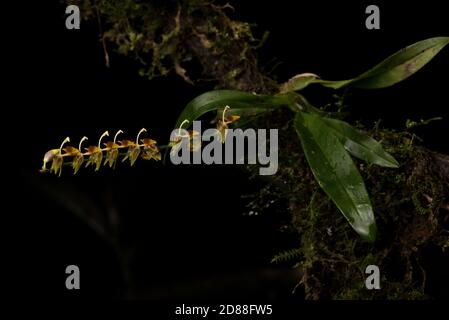 Eine tropische tanzende Dame Orchidee in der Gattung Oncidium und Sigmatostalix Untergattung, aus den Nebelwäldern von Ecuador. Stockfoto