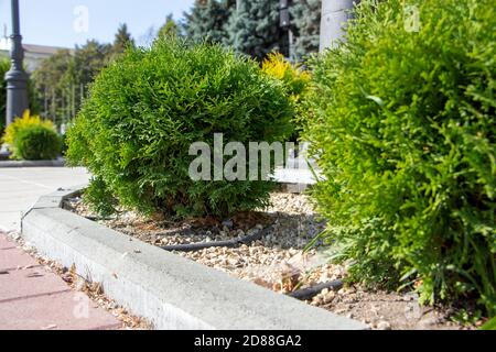 Sphärische Thujas wachsen im Park. Pflanzen für den Landschaftsbau, für Parks, Gärten, Plätze. Stockfoto