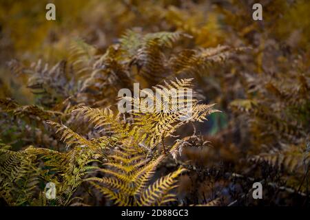Nahaufnahme von Adlerfarn, Pteridium aquilinum, im Herbst, Andalusien, Spanien. Stockfoto