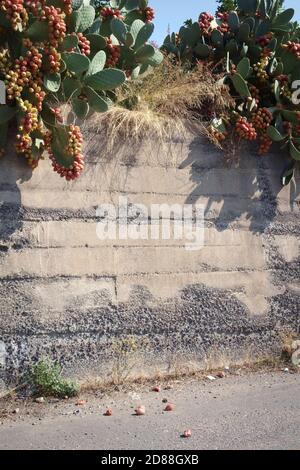 Catania, auf dem Land, Sizilien, Italien, stachelige Birnenpflanze, die an einer Wand neben der Straße angebaut wird Stockfoto