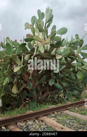 Catania, Landseite, Sizilien, Italien, stachelige Birnenpflanze, die neben der Eisenbahn angebaut wird. Stockfoto