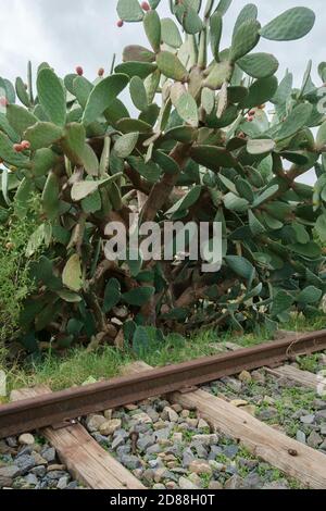 Catania, Landseite, Sizilien, Italien, stachelige Birnenpflanze, die neben der Eisenbahn angebaut wird. Stockfoto