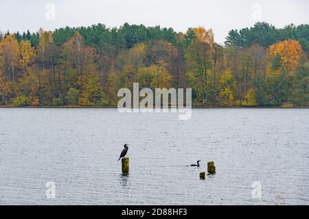 Kormorane, wunderschöne Herbstlandschaft mit leuchtend grünen, gelben und orangen Laub, Wald und See Stockfoto