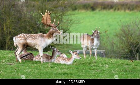 Damhirsch (Dama dama), Dyrham Park, Großbritannien Stockfoto