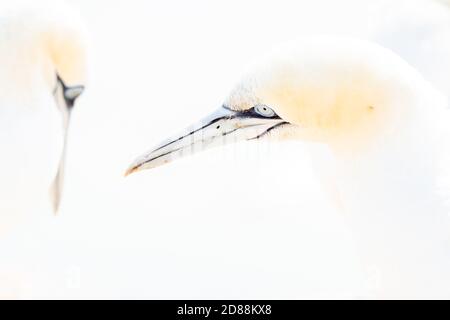 Porträt von Paar von Nord-Gannet, Sula bassana, zwei Vögel lieben in weichem Licht, Tier Liebesverhalten. Weiches Licht in High-Key Stockfoto