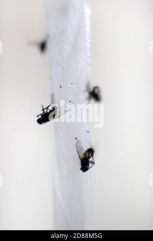 Fliegen auf flypaper Stockfoto