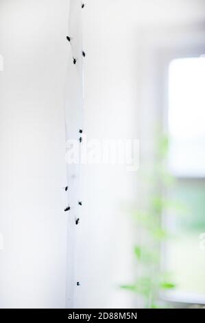 Fliegen auf flypaper Stockfoto