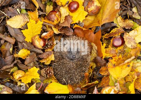 Igel, (Wissenschaftlicher Name: Erinaceus Europaeus) Wilder, einheimischer, europäischer Igel überwintert in bunten Herbstblättern mit Tannenzapfen und Kastanien Stockfoto