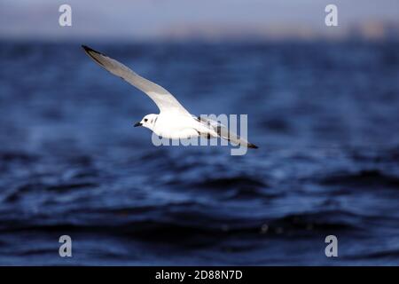 Juvenile Kittiwake, Rissa tridactyla, im Flug über das Meer in den Inneren Hebriden von Schottland Stockfoto