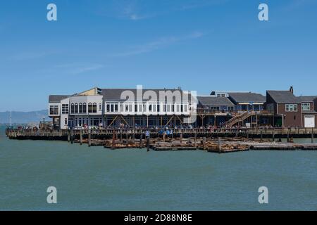 Sea Lions, Pier 39, San Francisco, Kalifornien Stockfoto