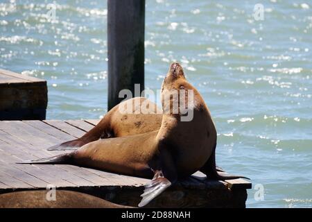 Sea Lions, Pier 39, San Francisco, Kalifornien Stockfoto