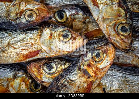 Eine Nahaufnahme von Sprossen, der Fisch, der für alle Tiere und Menschen sehr gesund ist Stockfoto