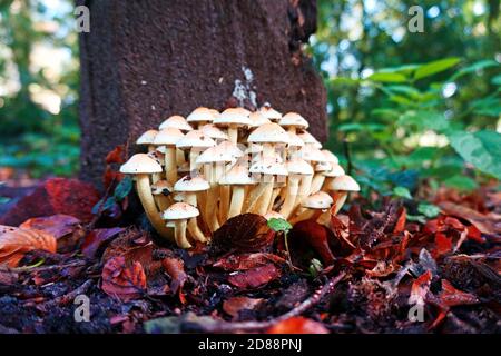 Gruppe kleiner weißer Pilze, die neben einem Baum wachsen. Abgefallene Blätter. Es ist Herbst. Stockfoto