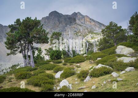 Bergkiefer (Pinus uncinata) mit dem Gipfel des Gras de Fajol im Hintergrund. Naturpark Capçaleres del Ter i del Freser. Katalonien. Spanien. Stockfoto