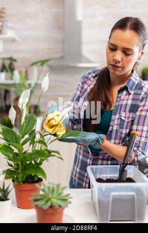 Floristin Frau wischen Blumen Blätter auf Küchentisch am Morgen. Mit Fertil Boden mit Schaufel in Topf, weiße Keramik Blumentopf und Pflanzen für die Wiederbepflanzung für Hausdekoration Pflege vorbereitet Stockfoto