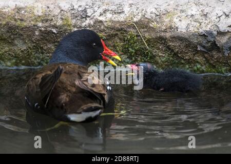 Ein Moorhen Gallinula chloropus Pflege für ein Küken auf Trenance Booting Lake in Trenance Gardens in Newquay in Cornwall. Stockfoto