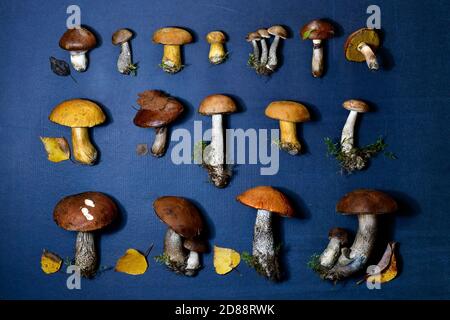 Anordnung der essbaren Waldpilze frisch in der Taiga gepflückt, in zwei horizontalen Reihen. Auf einer grauen matten Rückseite. Stockfoto