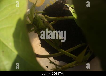 Hawk-Moth Larven Stockfoto