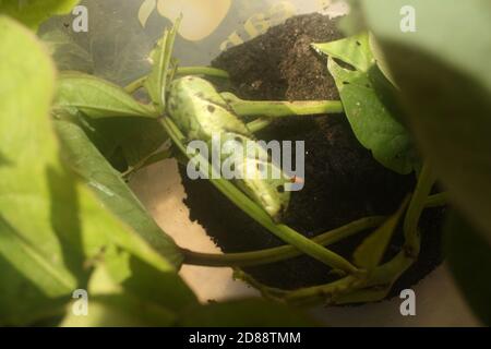 Hawk-Moth Larven Stockfoto