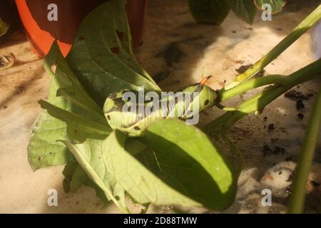 Hawk-Moth Larven Stockfoto