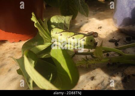 Hawk-Moth Larven Stockfoto