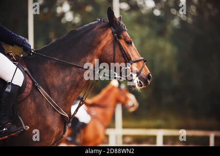 Portrait eines schönen sportlichen Bay Horse, auf dem die Reiterin im Sattel sitzt und ihre Hände für den Züger hält. Reiten. Equestri Stockfoto