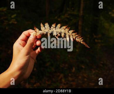 Kinderhand, die während des Herbstes ein trockenes Farnblatt hält Saison Stockfoto