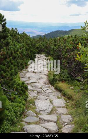 Ein Weg aus Steinen und einer kleinen Kiefer im Wald. Hohe Tatra, Slowakei. Stockfoto
