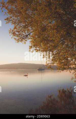 Schwan im See bei Sonnenaufgang Stockfoto