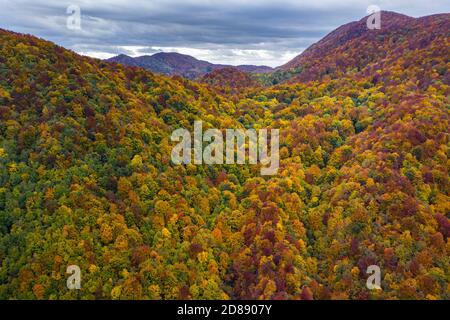 Bunter Herbstwald von oben Stockfoto