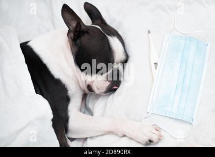 Der Boston Terrier Hund ist krank und schläft in einem Bett mit hoher Temperatur, neben einem Thermometer und einer medizinischen Maske, bedeckt. Stockfoto