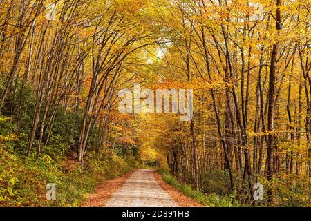 Forststraße während der Herbstsaison im Nantahala National Forest, North Carolina, USA. Stockfoto