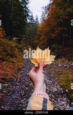Weibliche Hand mit gelbem Ahornblatt im Herbstwald. Stockfoto