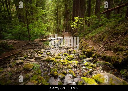 Olympic National Park, Washington, USA auf dem Weg zur Sol Duc fällt. Stockfoto