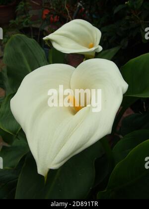 Vertikale Aufnahme von schönen weißen Calla Lilie Stockfoto