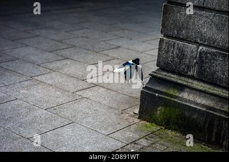 Eine einsame Elster fliegt um die Ecke einer Granitsäule in Dublin Irland während der Covid-19 Pandemiesperre. Stockfoto