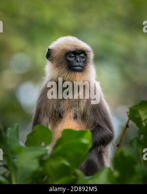 Ein junger Grauer Langur (Semnopithecus), auf einem Baum sitzend, in der Wildnis und die Augen geschlossen, als ob sie meditieren. Auch der Hanuman Langur oder Hanuman Mönch genannt Stockfoto