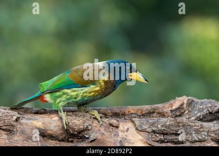 Eine schöne große Barbet (Megalaima virens), auf einem Baumstamm an einem sonnigen Tag, in den Wäldern von Sattal in Uttarakhand, Indien thront Stockfoto