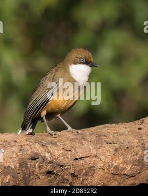 Eine weißkehlige Lauschdrossel (Pterorhinus albogularis), die auf einem Baumstamm in den Wäldern von Sattal in Uttarakhand in Indien thront. Stockfoto