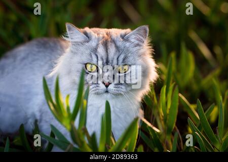 Persische Chinchilla-Katze. Katze sitzt im Gras im Freien. Wunderschöne Katze. Stockfoto