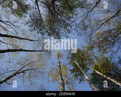 Hohe Bäume am blauen Himmel über dem Kopf, niedriger Blickwinkel Stockfoto