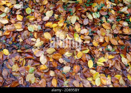 Nahaufnahme der herbstlichen Buchenblätter auf einem Wald Boden Stockfoto