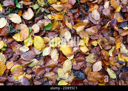 Nahaufnahme der herbstlichen Buchenblätter auf einem Wald Boden Stockfoto